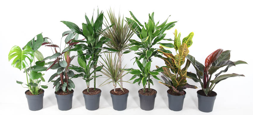 Picture of Houseplants branched or 2PP (MIXTF+VT1905) P19 80CM