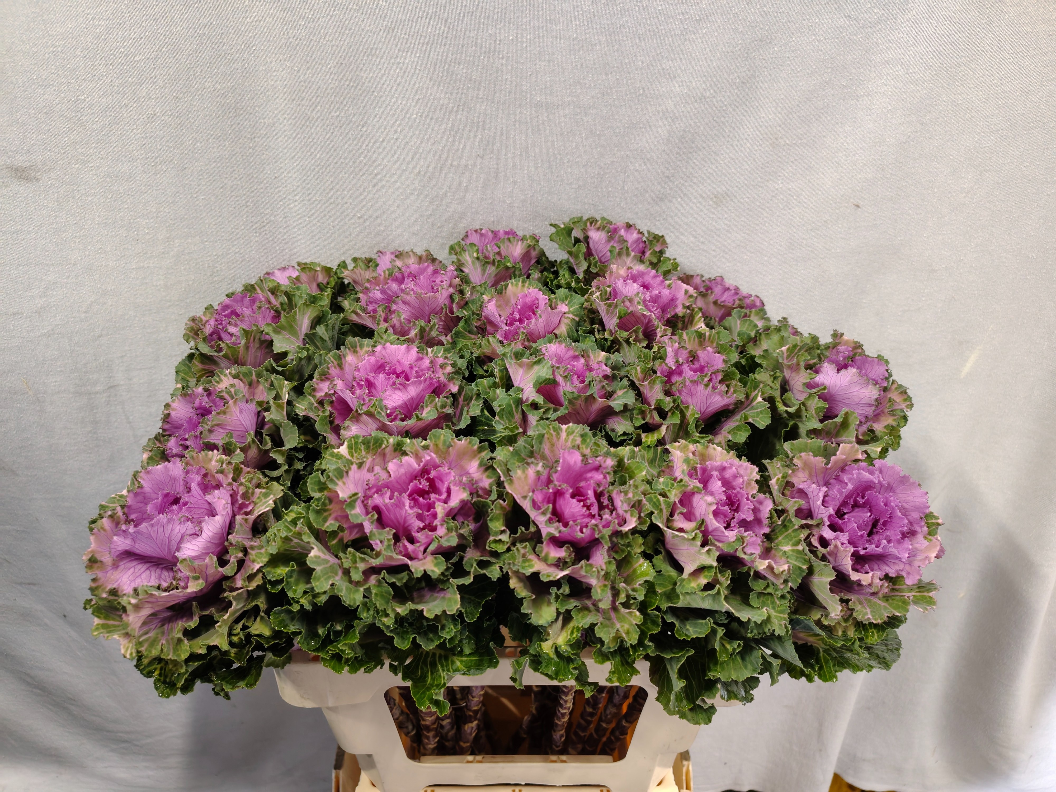 Brassica Bogdana 60cm
