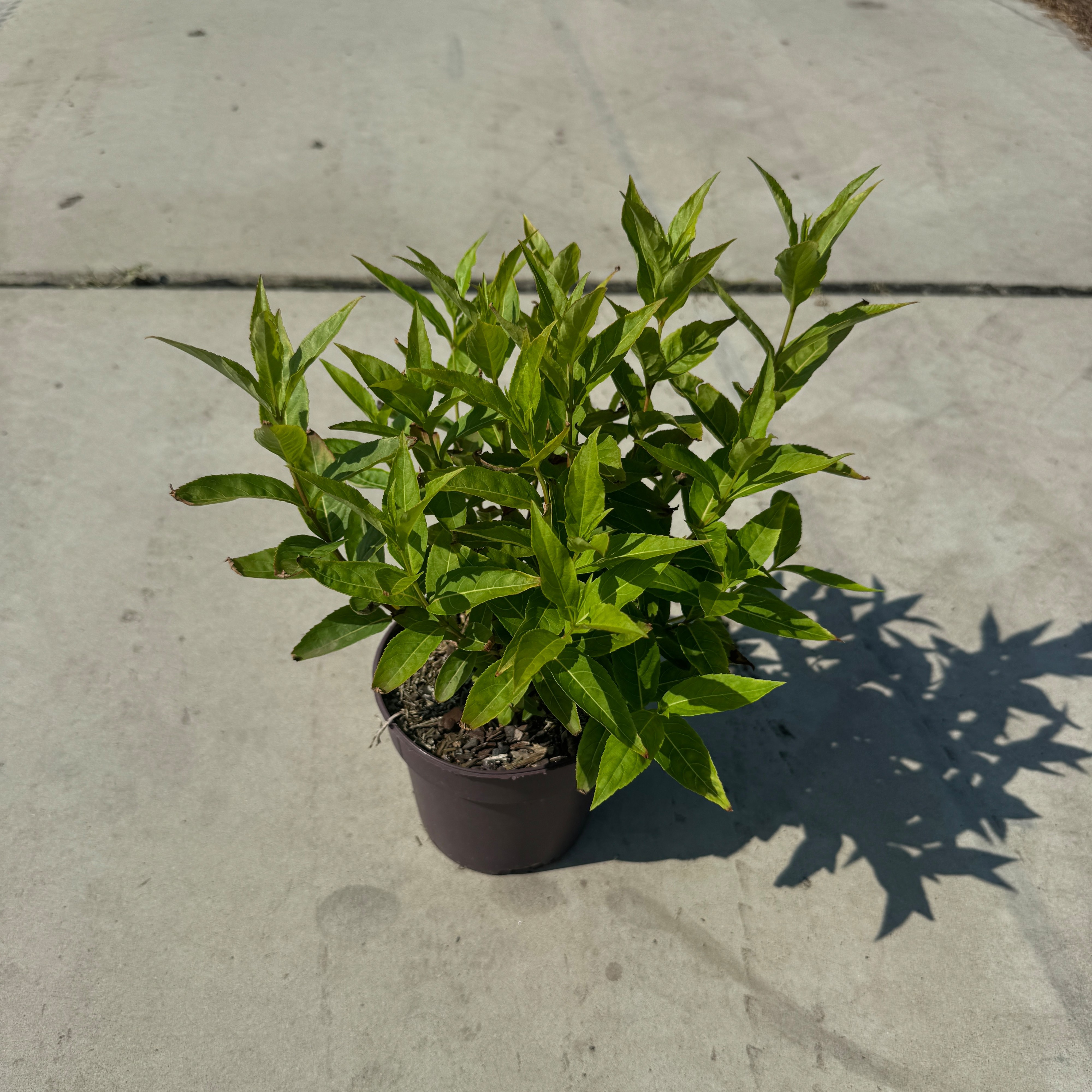 Diervilla sessilifolia 'Butterfly'