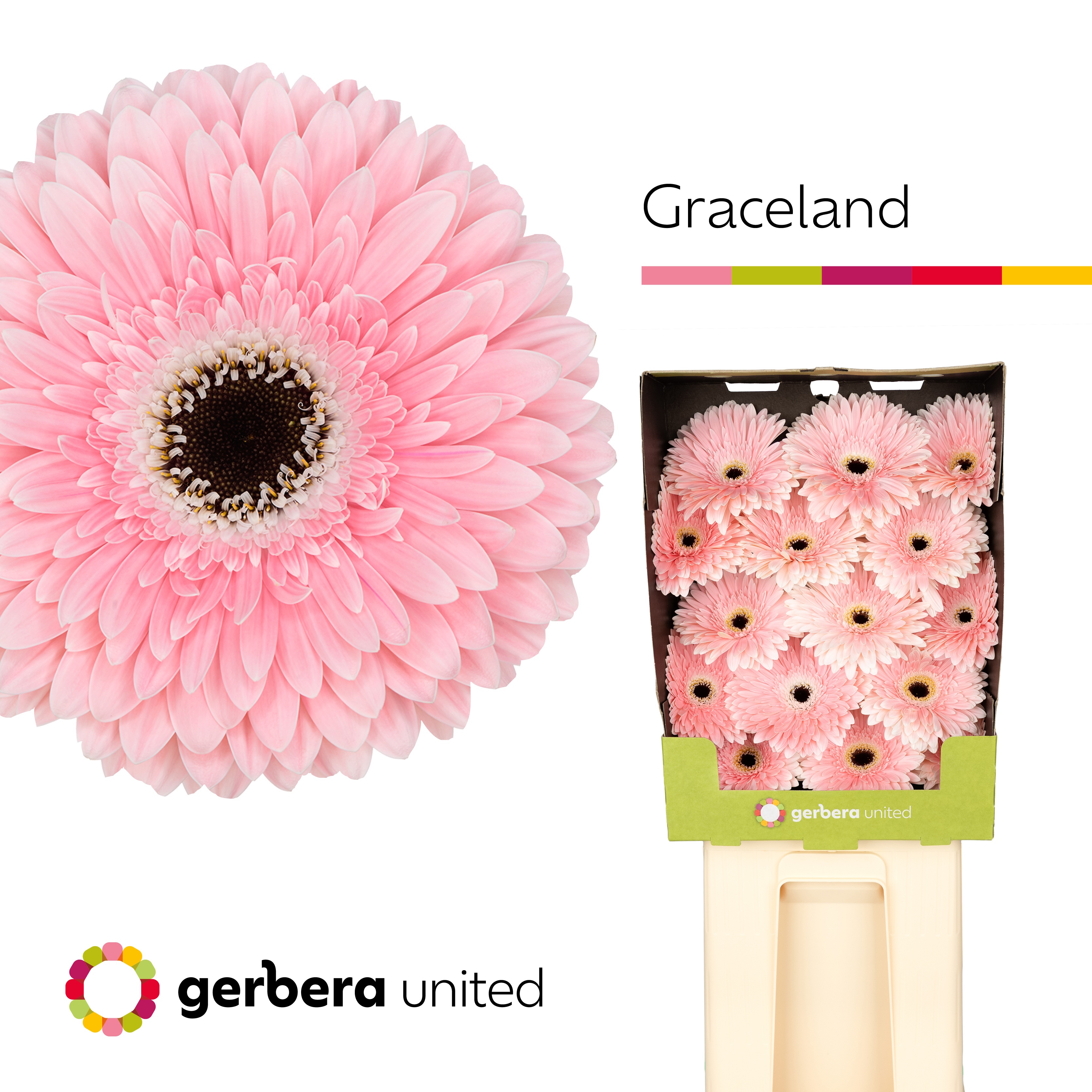 Ge Gr Graceland