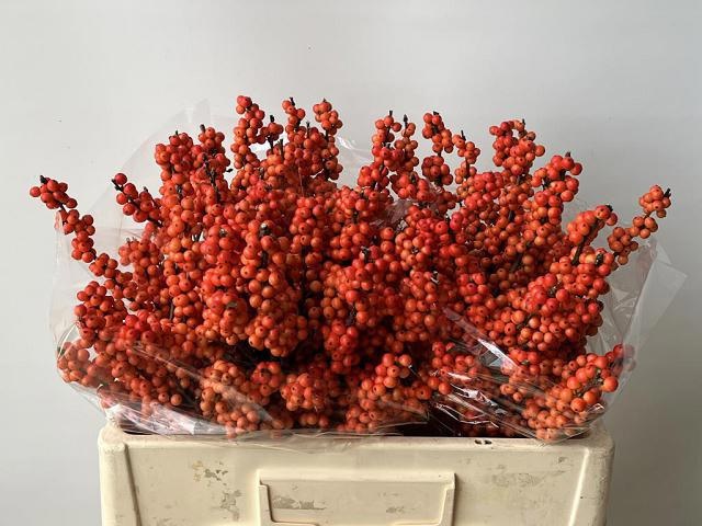 Ilex Mag Daydream 50cm