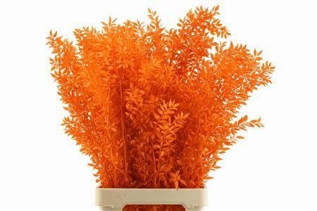Dried/preserved Flowers Misc 70cm 18gram
