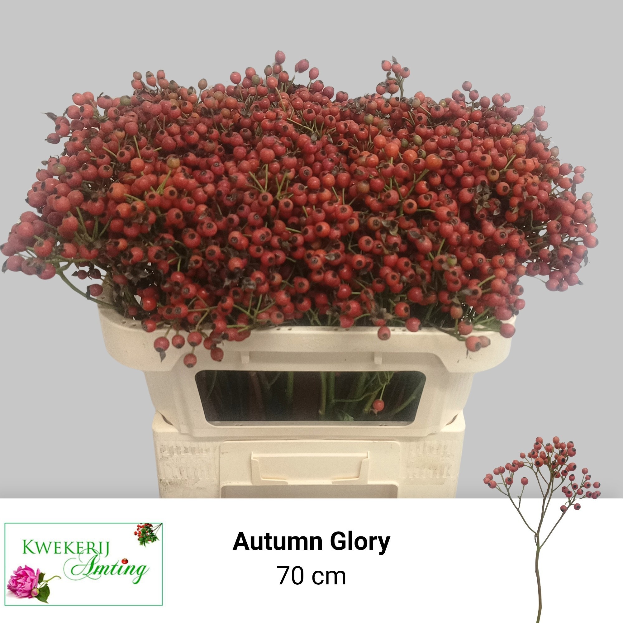 Rosa Mag Autum Glory 70cm
