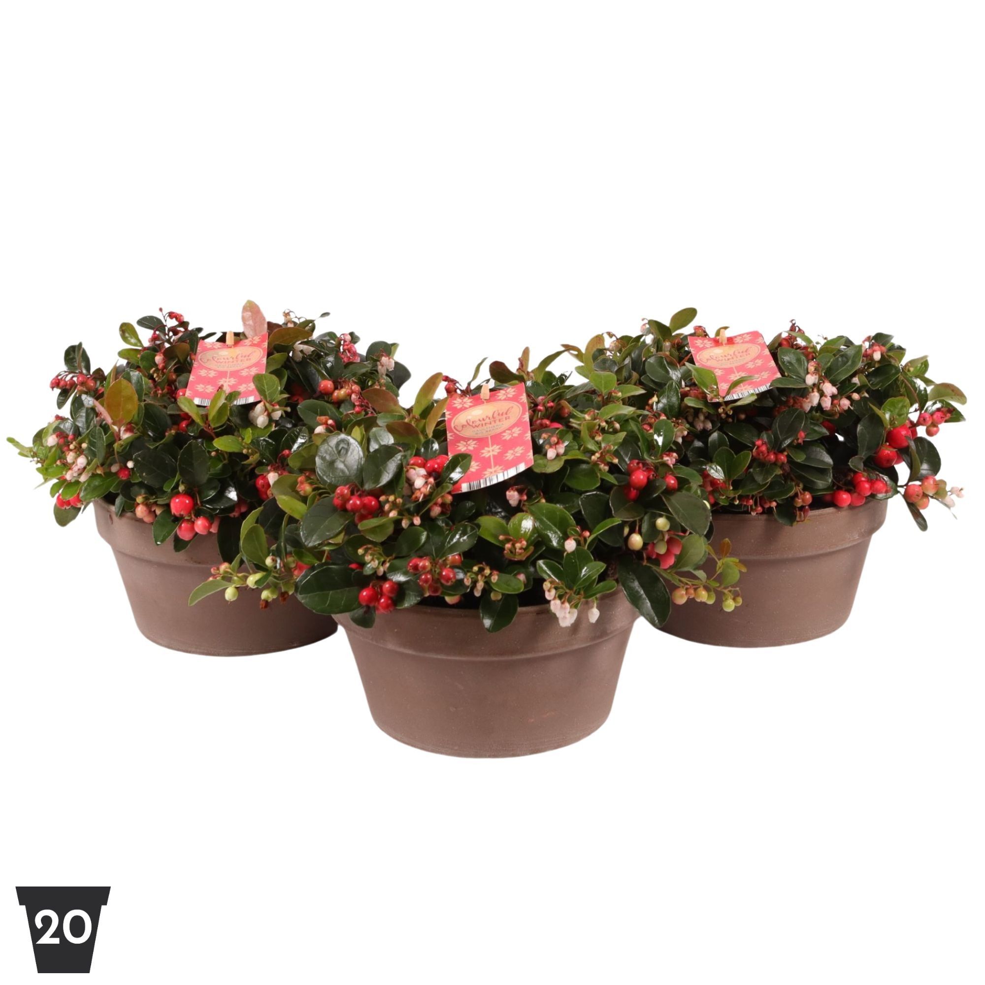 Gaultheria Big Berry in schaal, terracotta