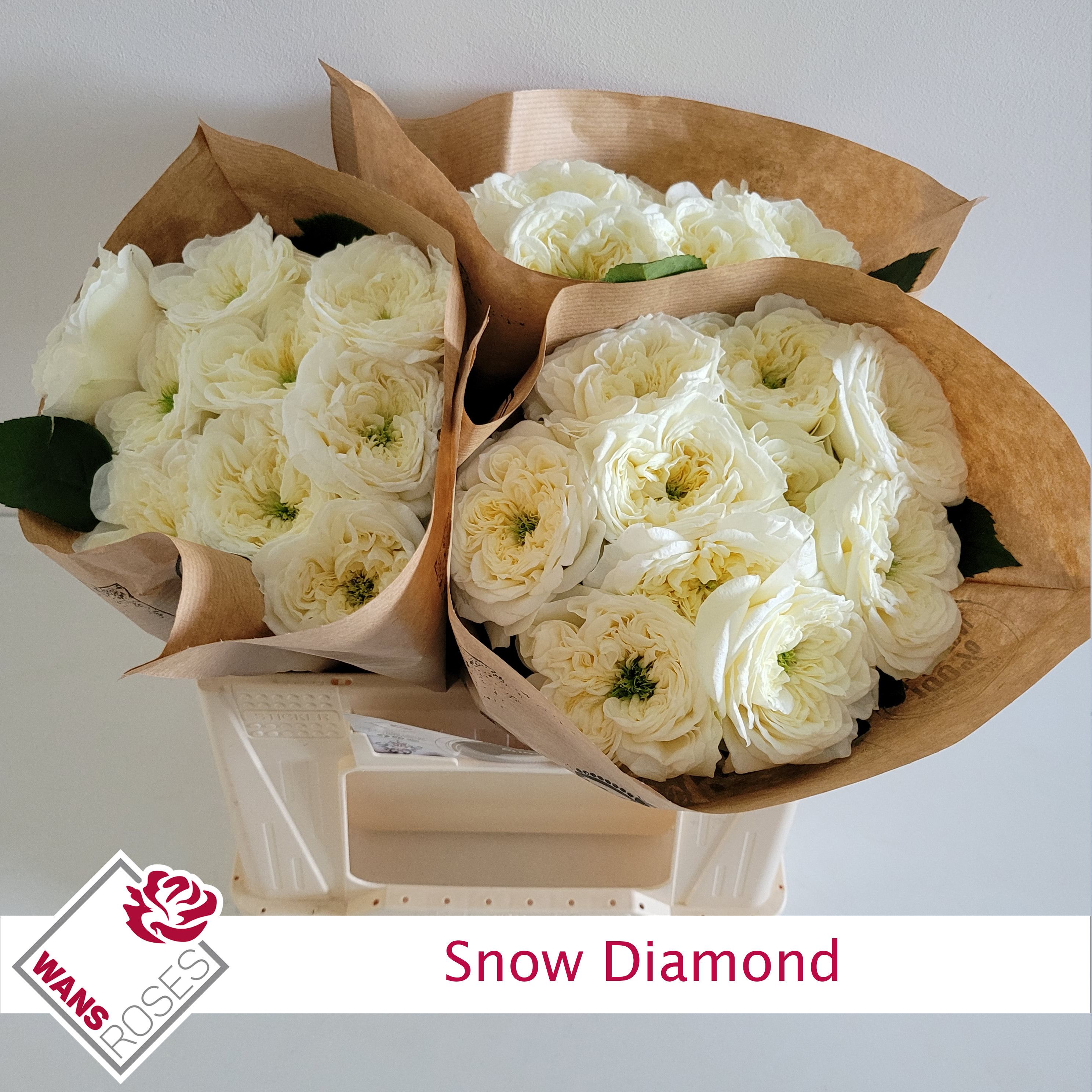 Rosa Garden Snow Diamond 30cm
