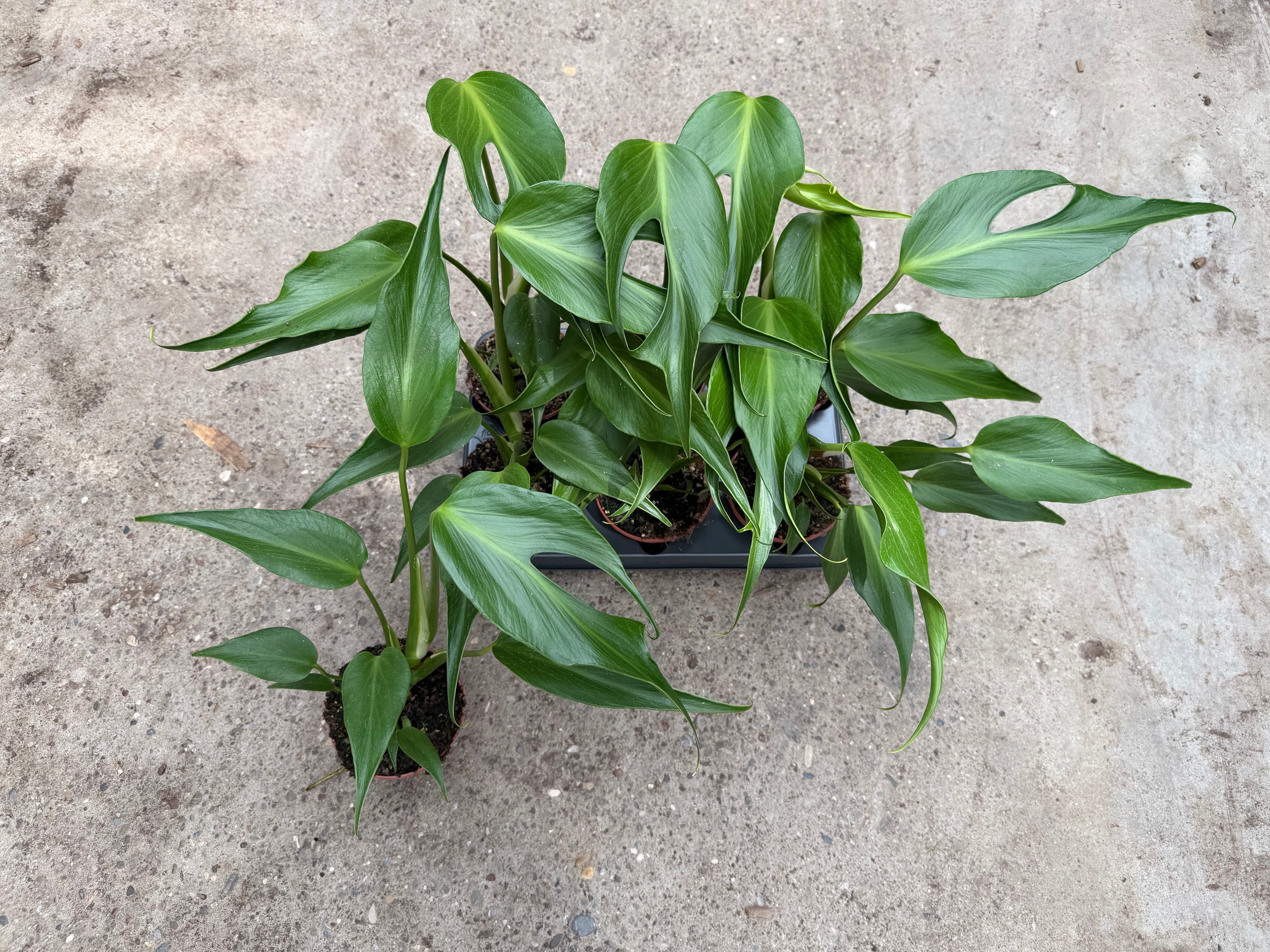 Monstera B Mar Flame 12P 30H 1stek