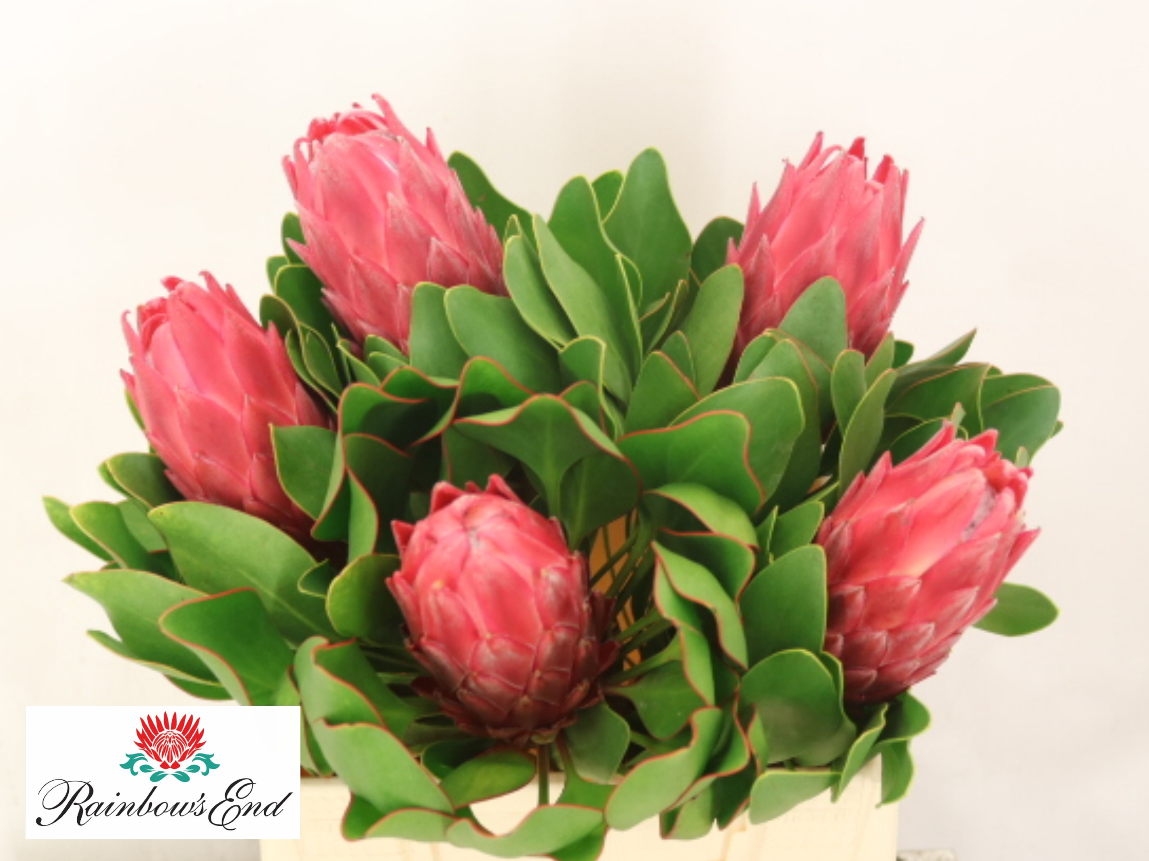 Protea Red Rex 40cm