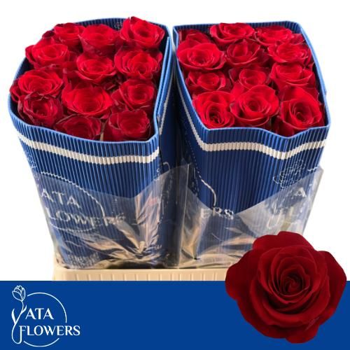 Rosa Freedom 80cm