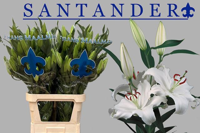 Li Or Santander