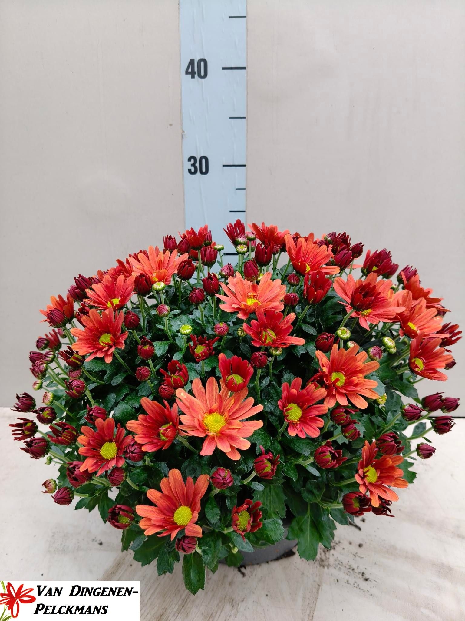 Chrys Gr Jas D Orang 23P 35H 12bloei