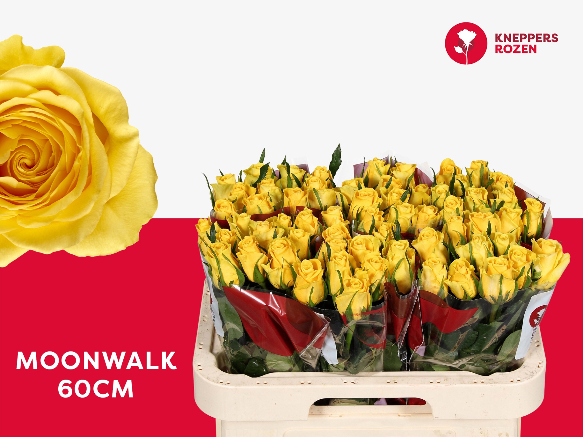 Rosa Moonwalk 60cm