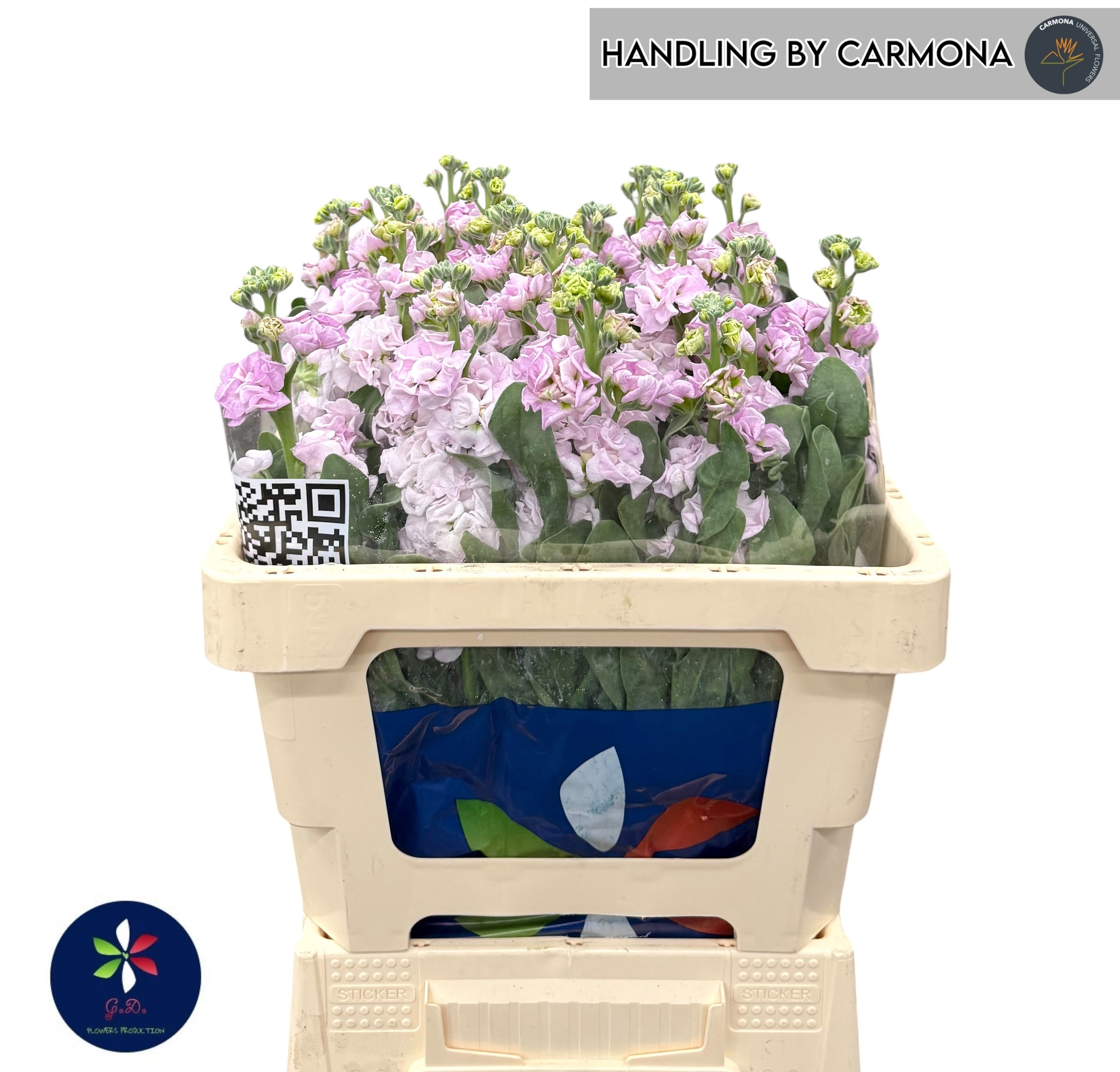 Matthiola Iron Cherry Blossom 50cm