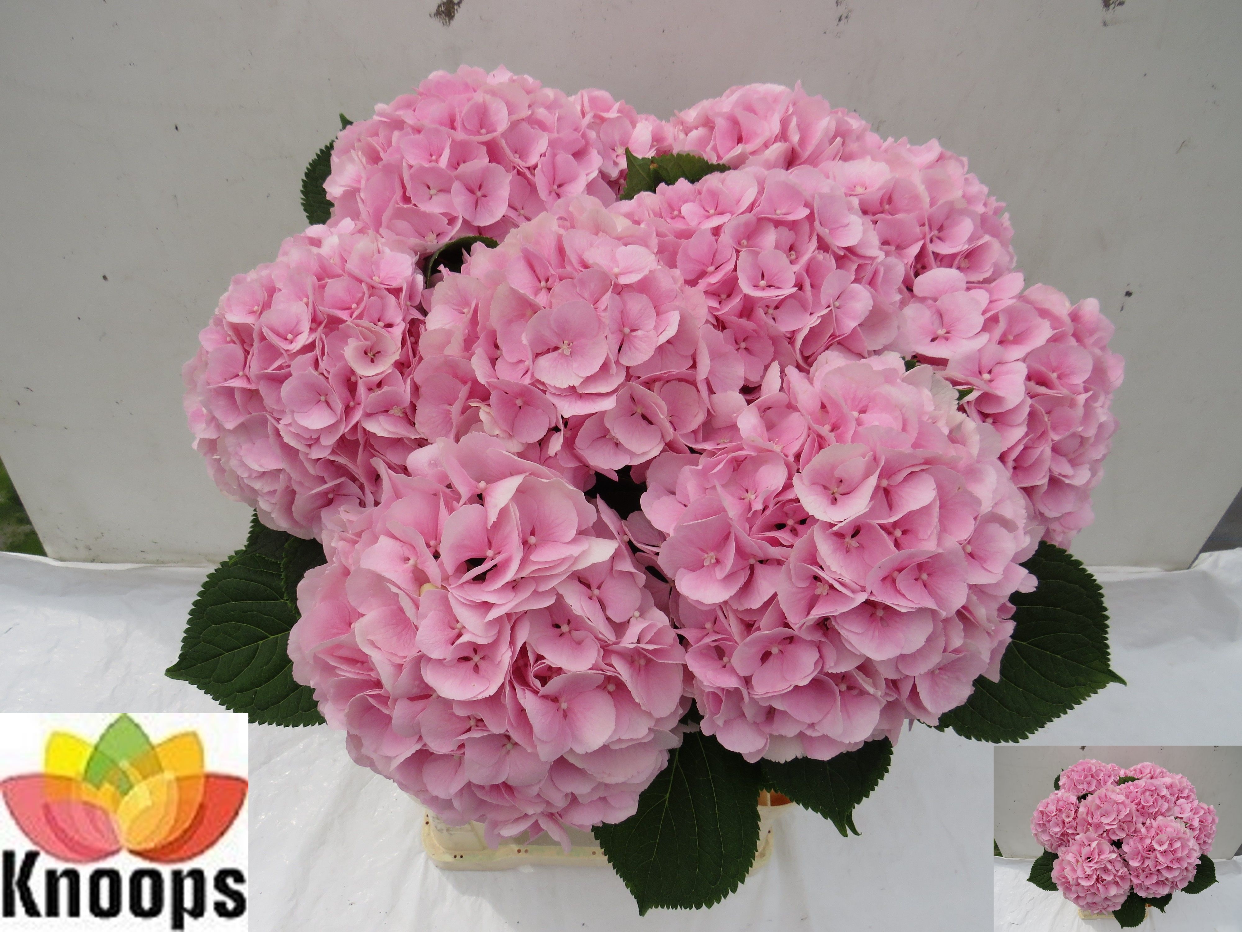Hydrangea Verena Pink 80cm 22Ø