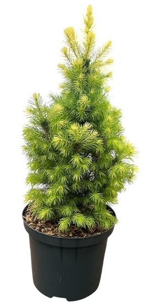 Picea g. 'J.W. Daisy's White'