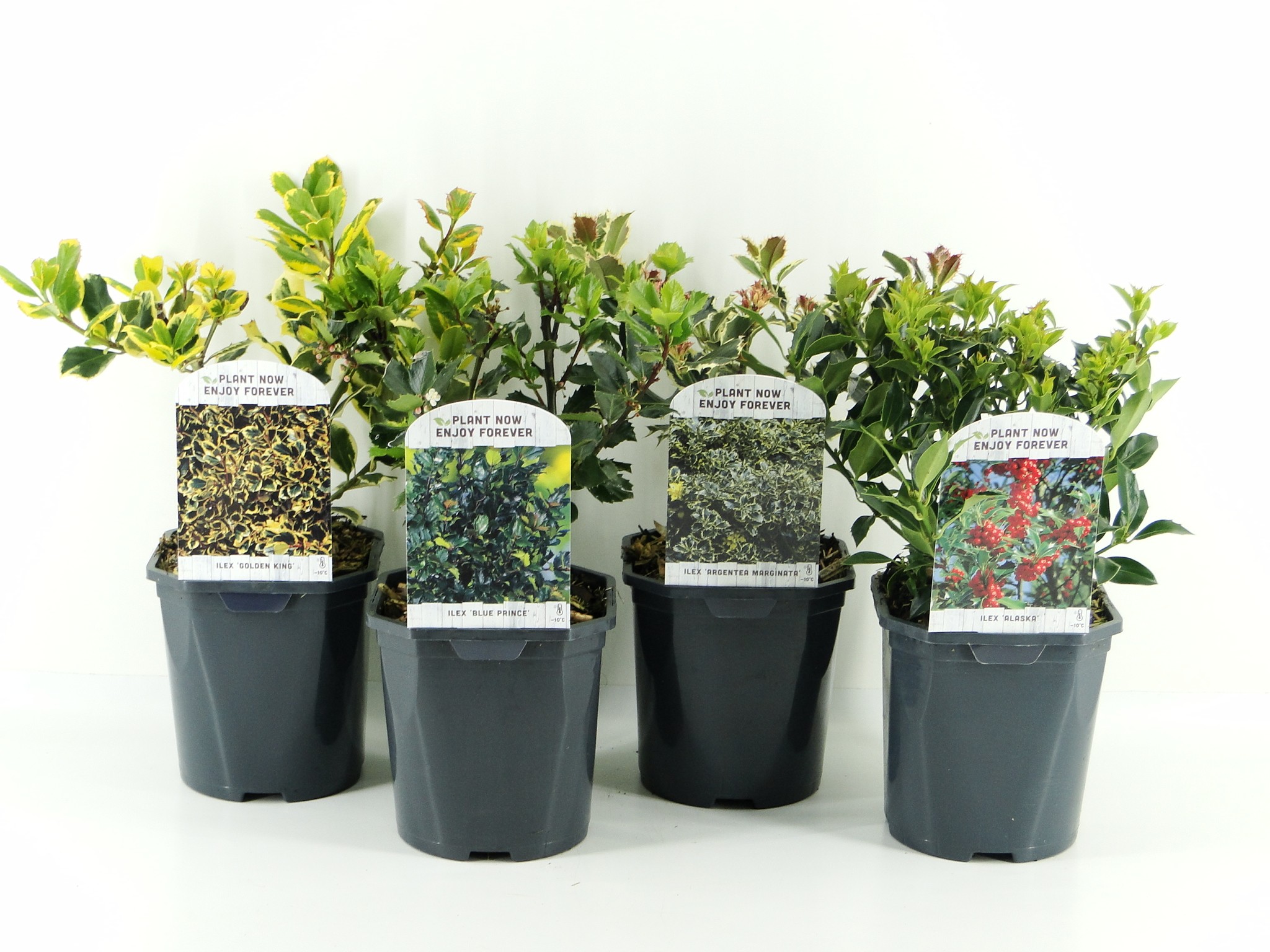 Picture of Ilex aq. lagen mix