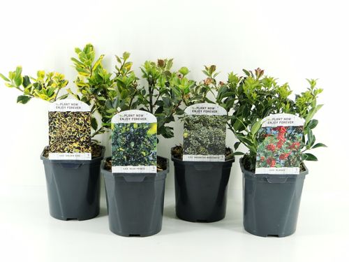 Ilex aq. lagen mix p17 Hooft