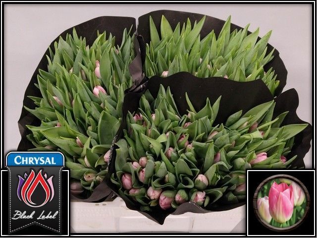 Tulipa Dynasty 37cm 34gram