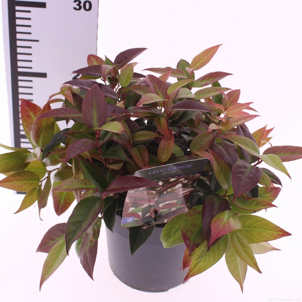 Picture of Leucothoe 'Lovita'