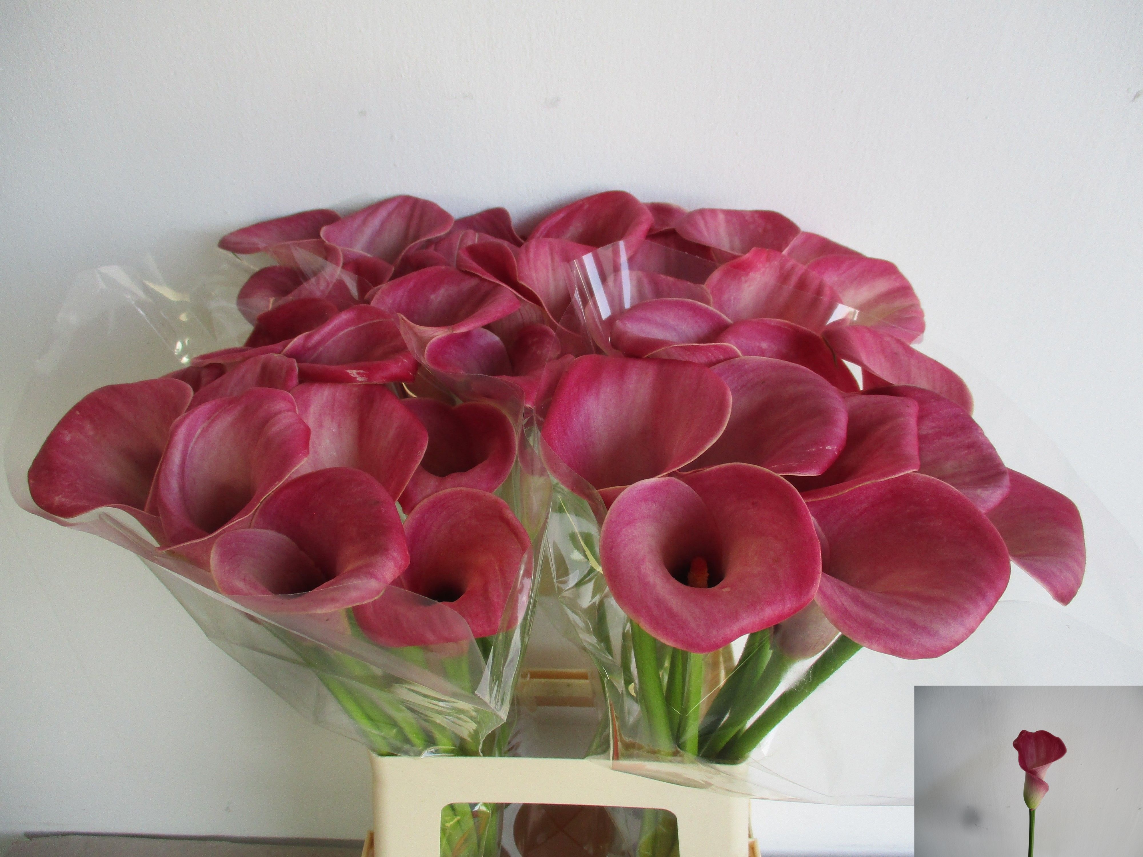 Calla Denver 65cm