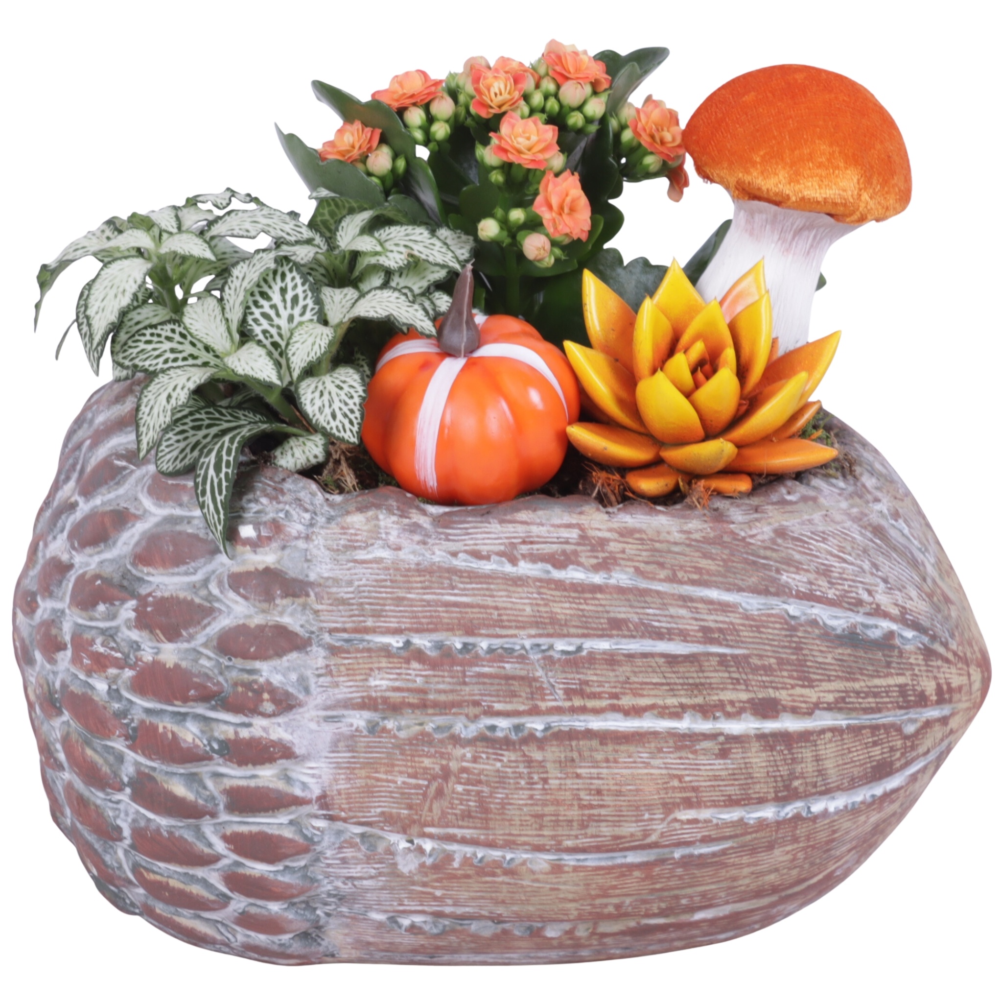 Arr Kamerpl 24P 25cm