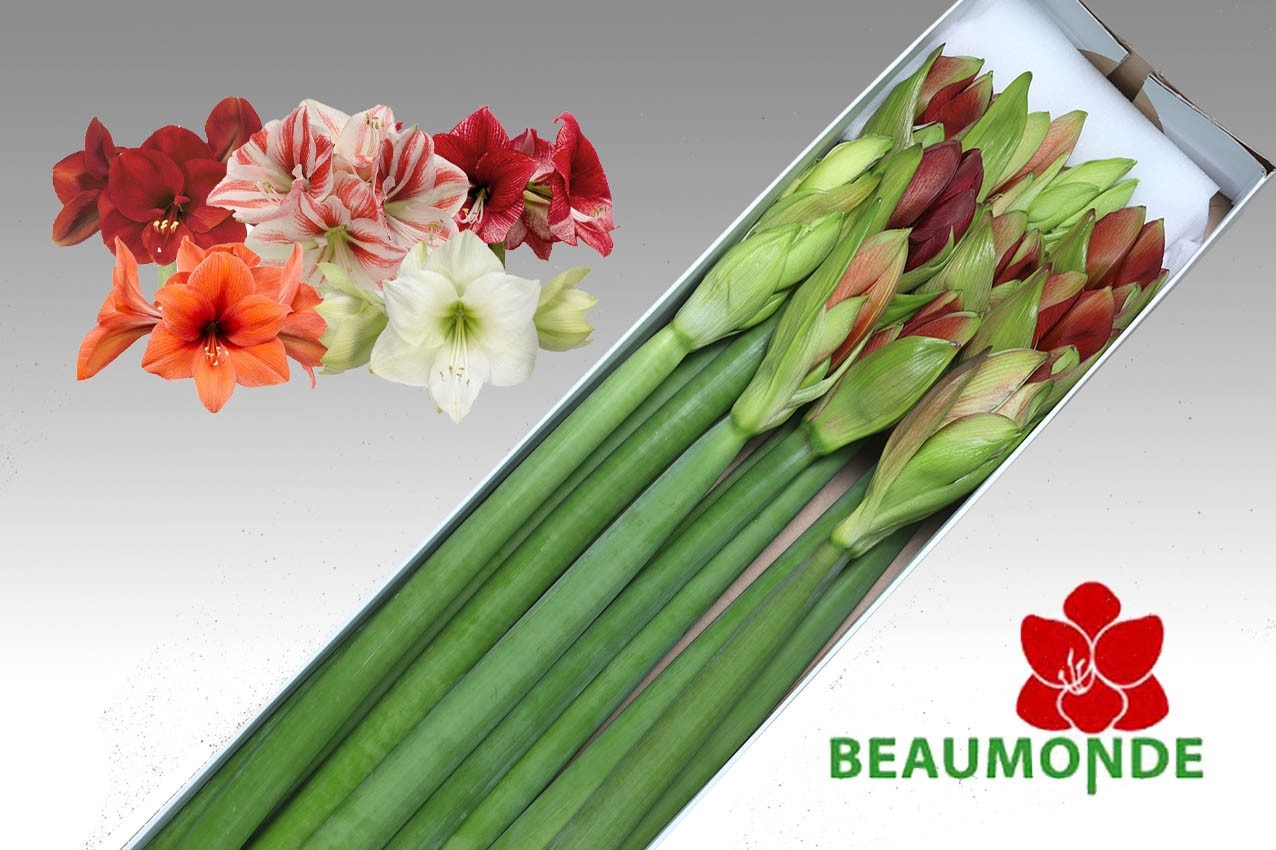 Hippeastrum Mixed 4bl