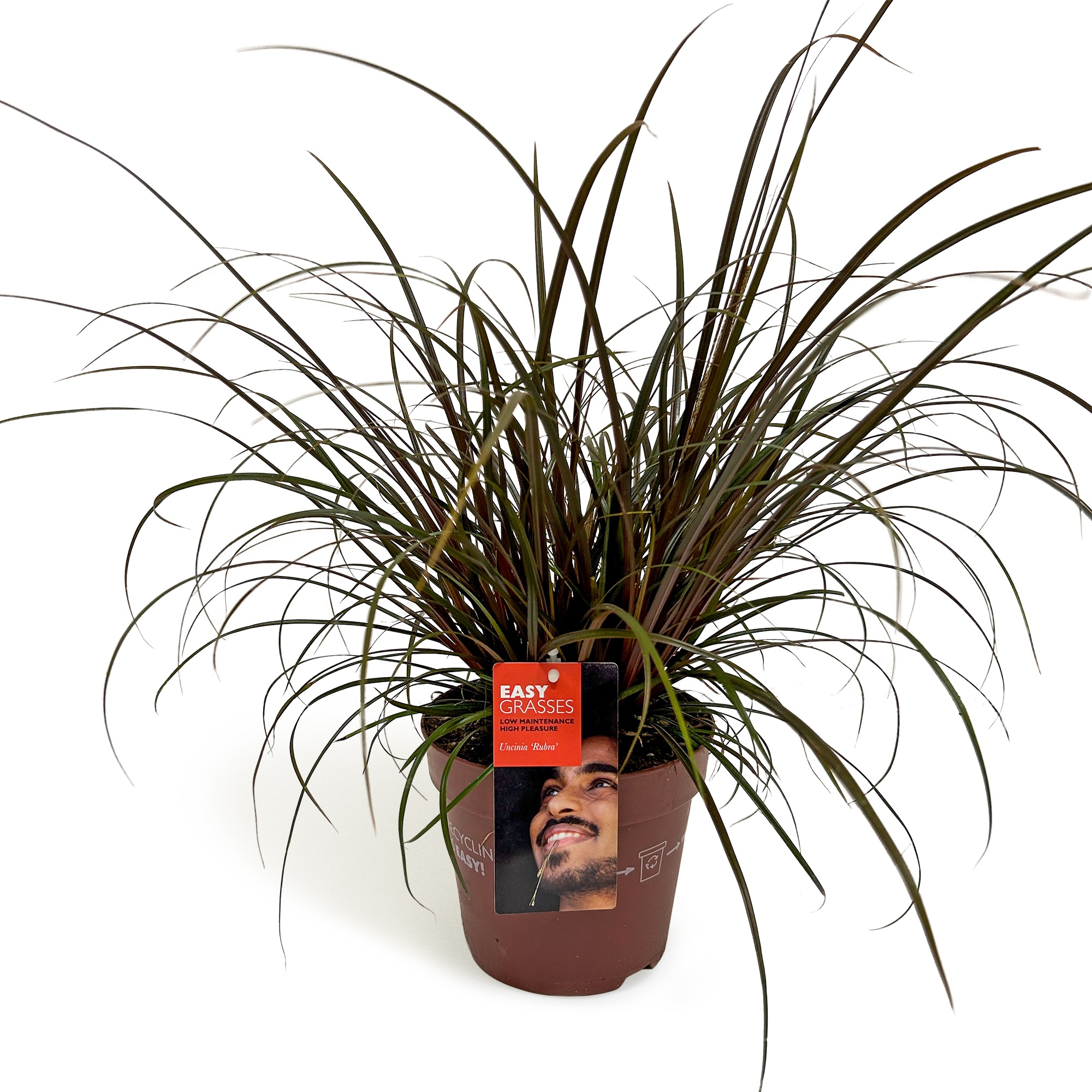 Picture of Uncinia unciniata Rubra
