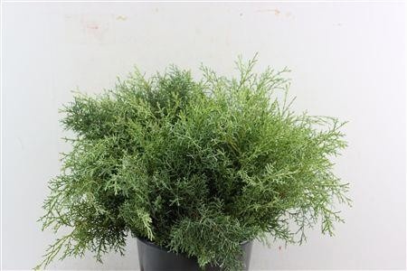Cupress Ley Gold Rid 50cm