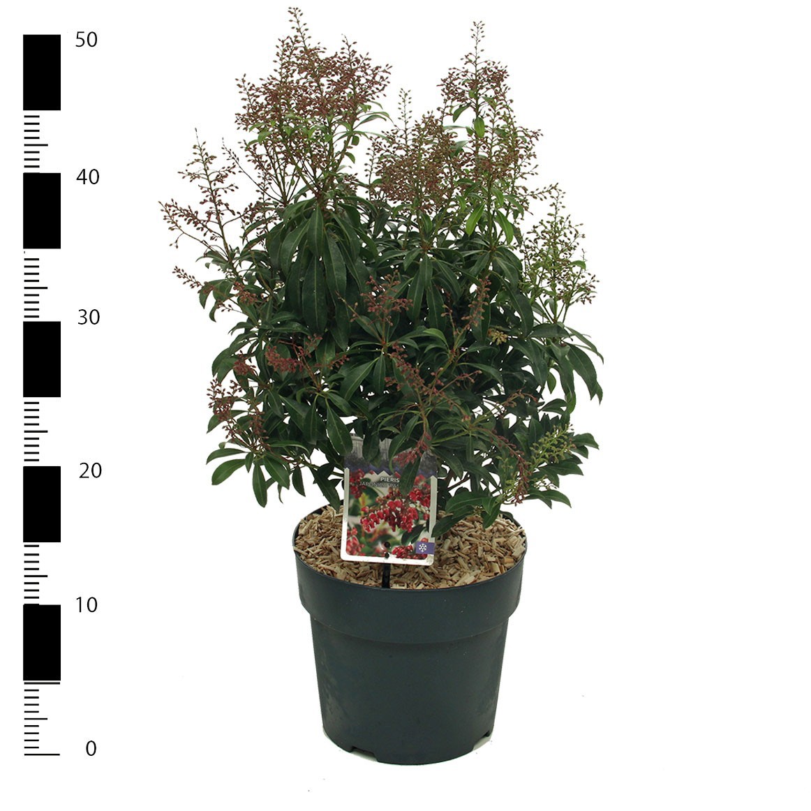 Picture of Pieris japonica 'Passion' PBR