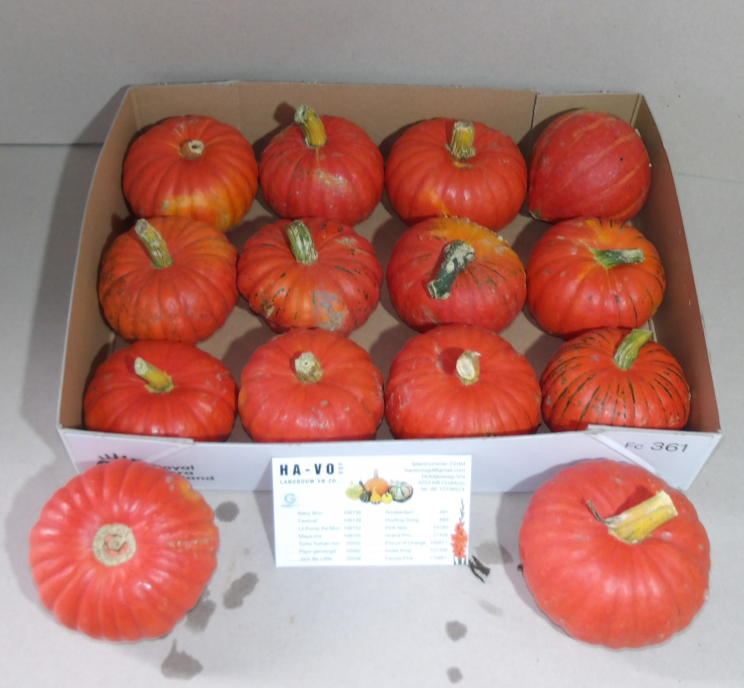 Cucurbita (kalebas)