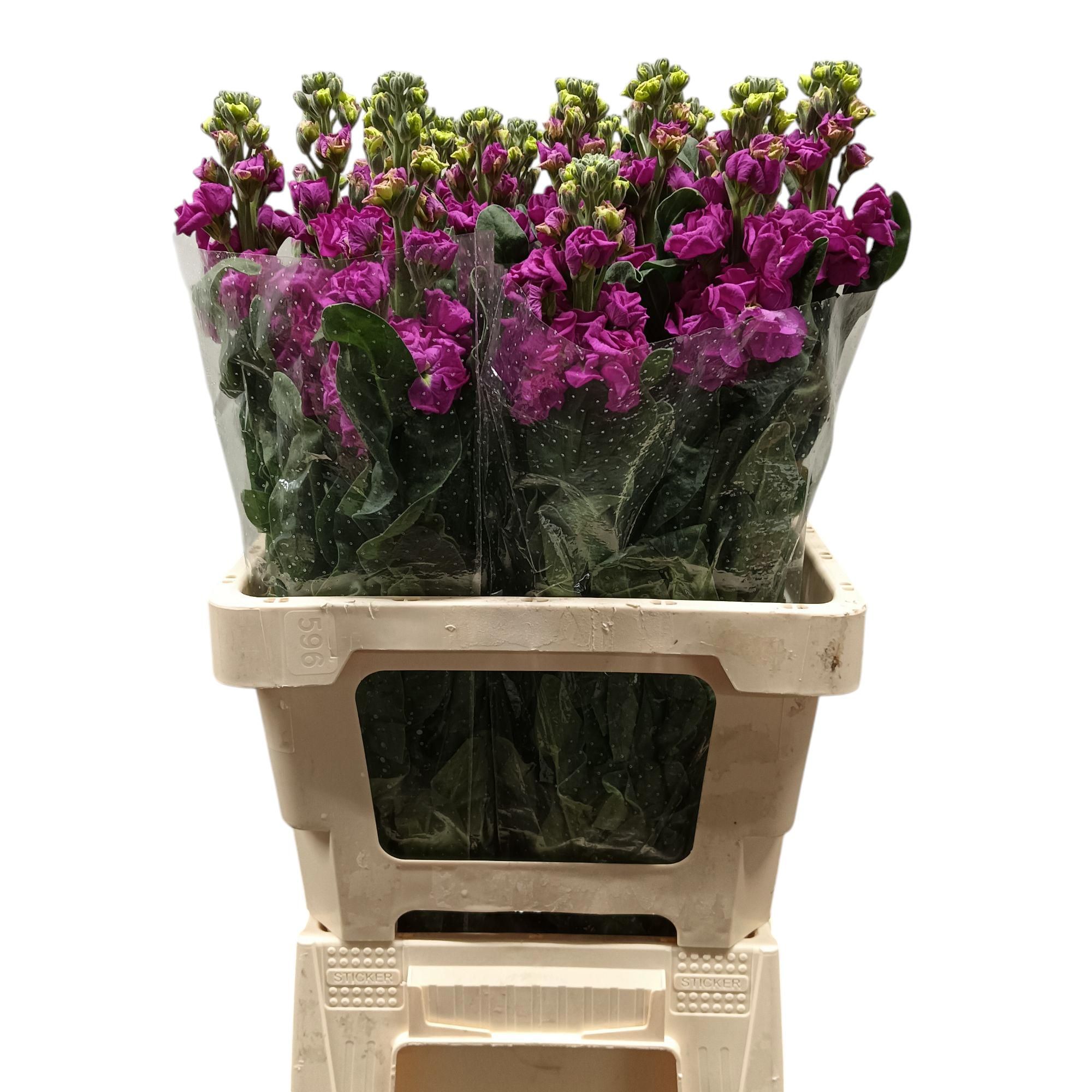 Matth Iron Purple 70L.cm 12bloei