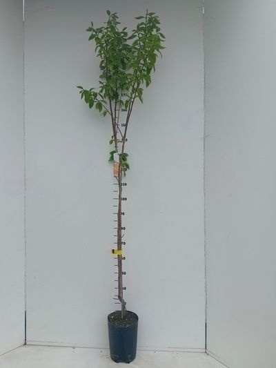 Diospyros kaki in soorten