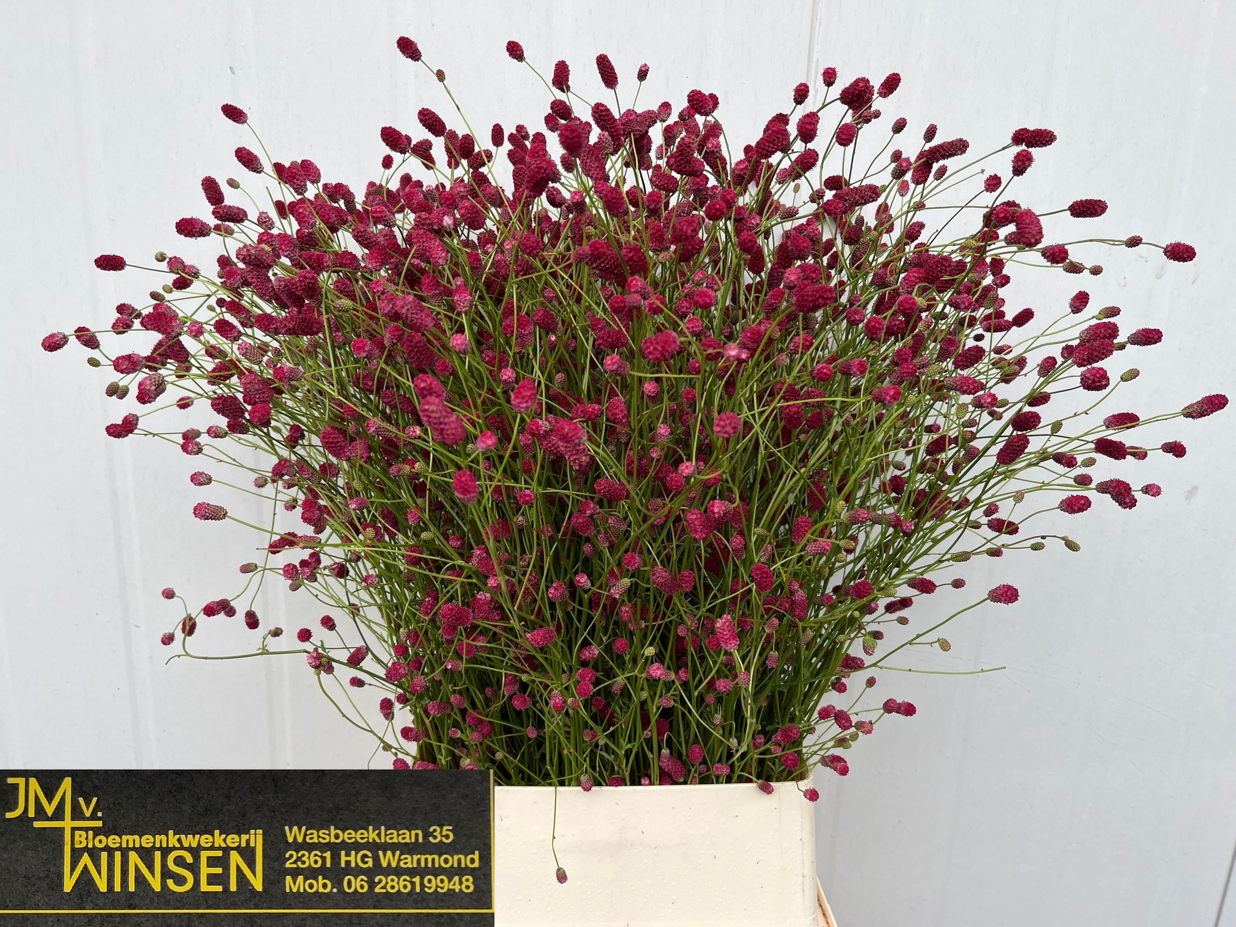Sanguisorba O Arnhem