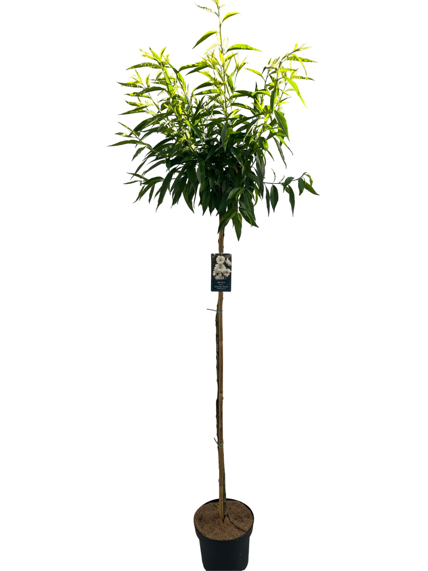 Picture of Prunus Taoflora White P29 (10 Ltr) 150/STD (LOOSE)