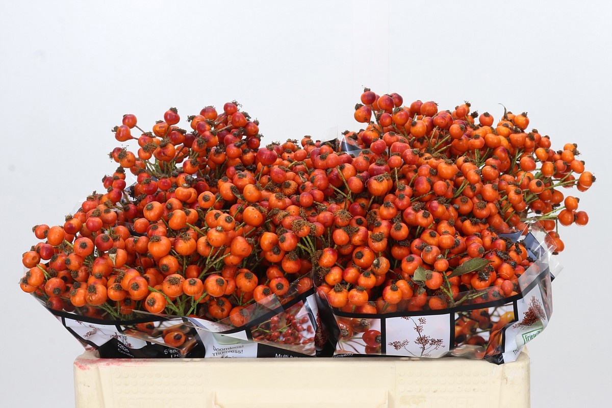 Rosa Hiphop Sunset 50cm