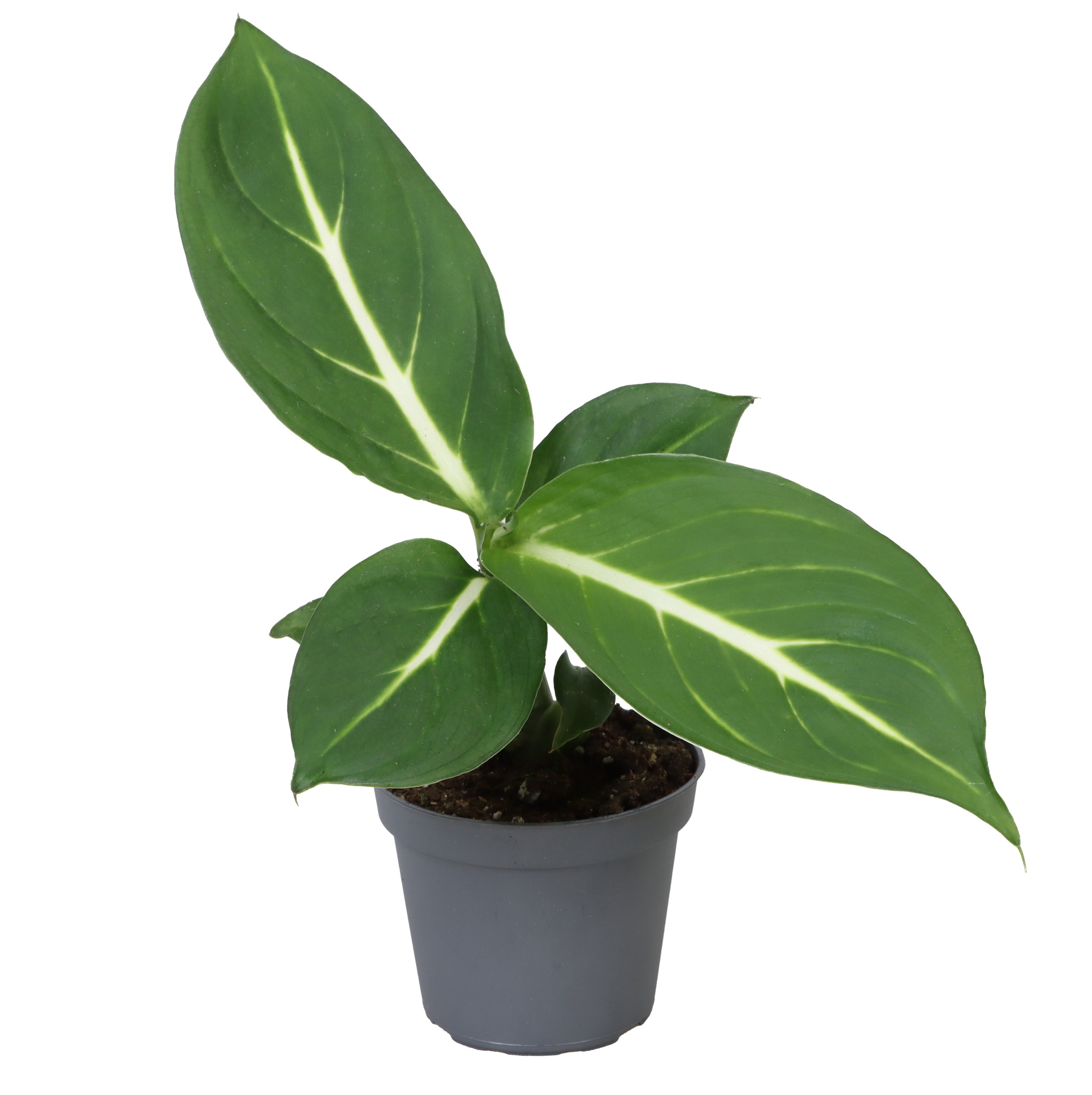 Picture of Dieffenbachia Sterling 6 cm P6 15CM