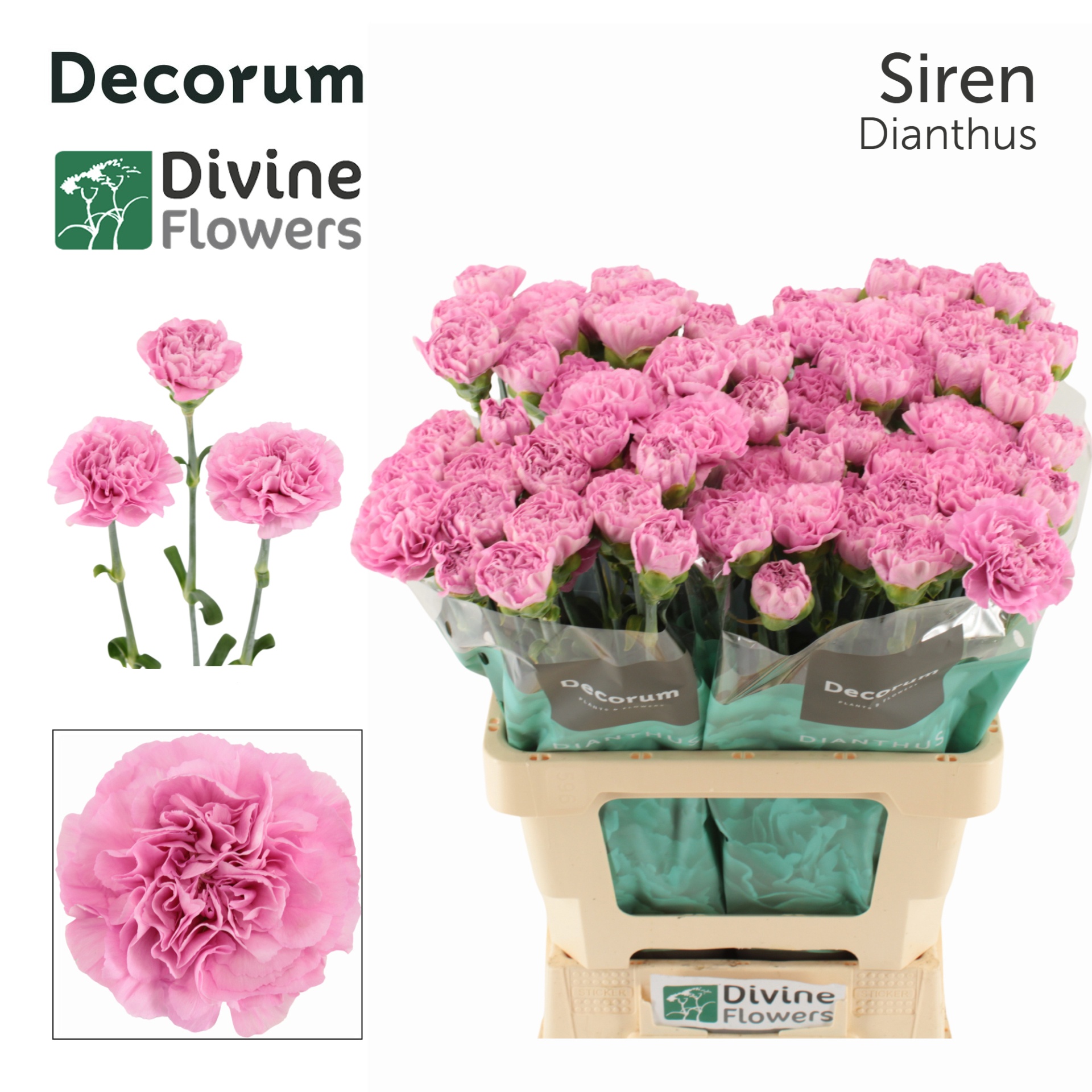 Di St Siren 60cm