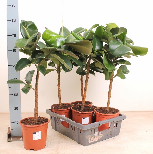 Fic El Cloe 19Ø 80cm
