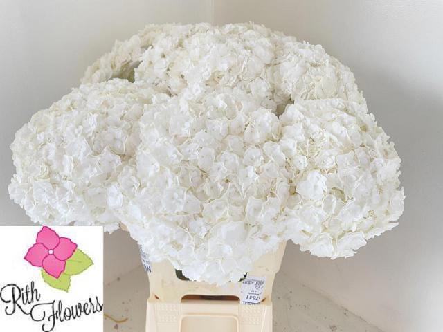 Hydrangea Royal Highness 60cm 20Ø