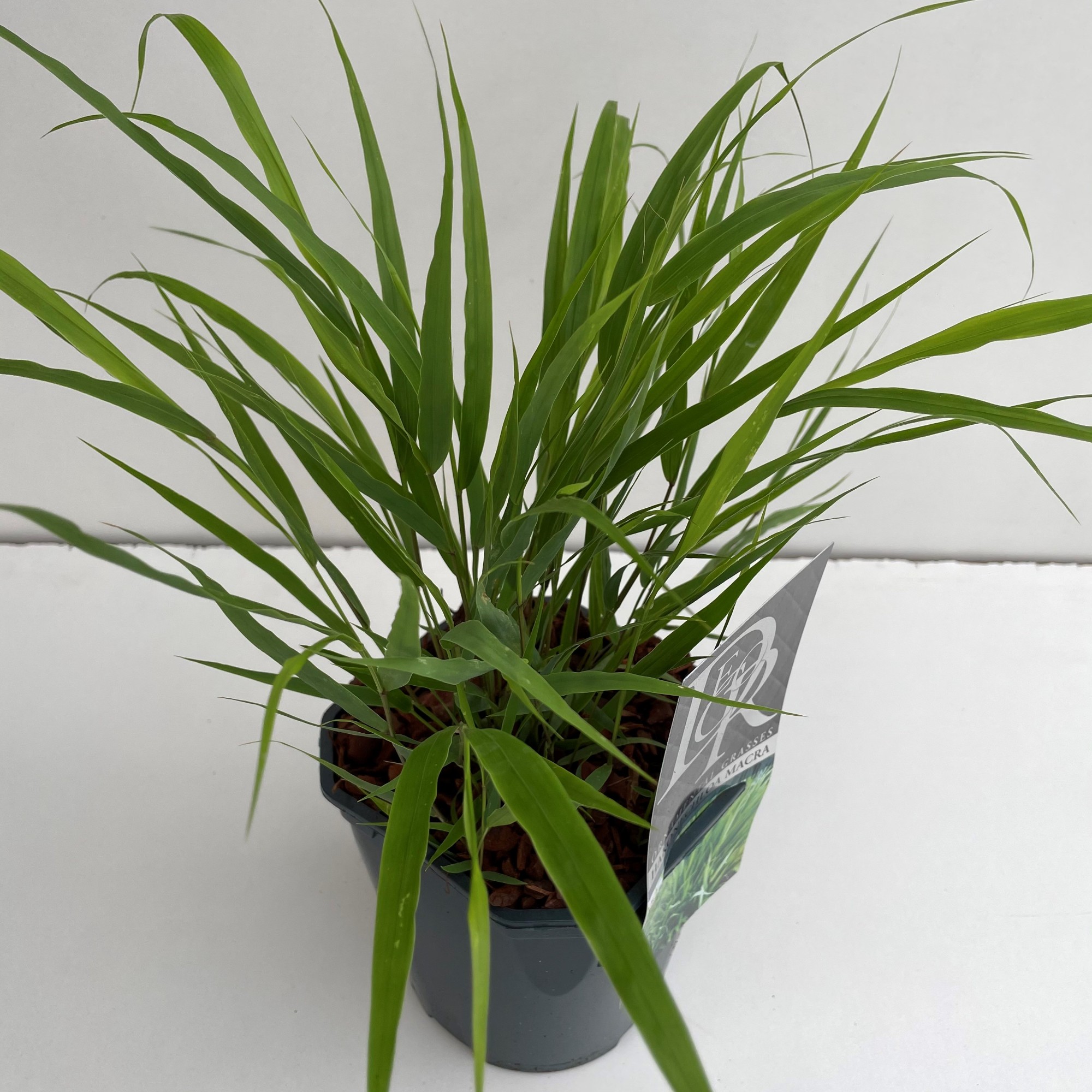 Picture of Hakonechloa macra P17 (2 Ltr) Square