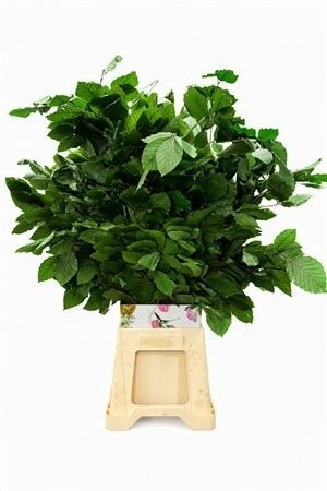 Decorgroen Klb Bs H%