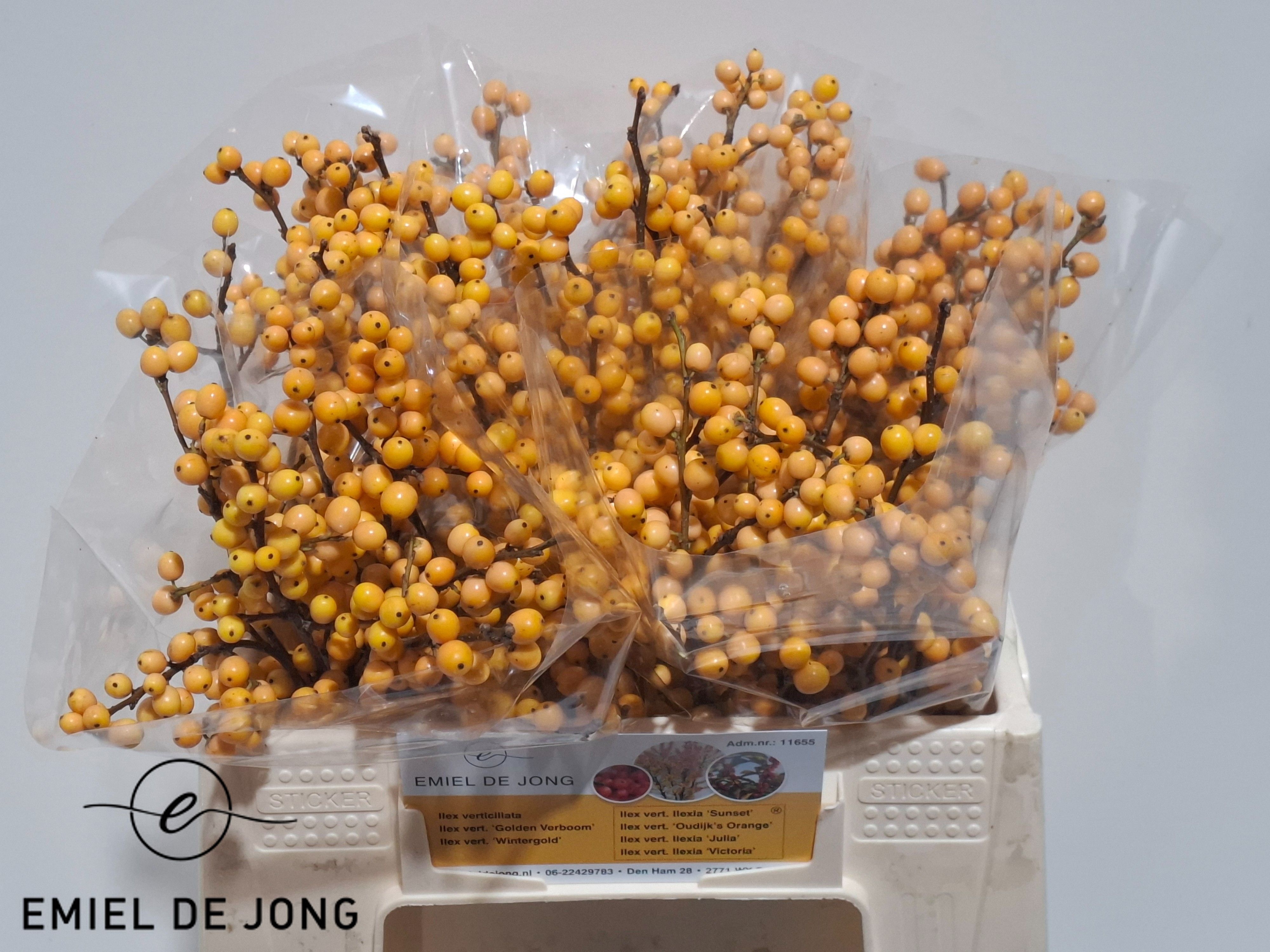 Ilex Golden Verboom 35cm
