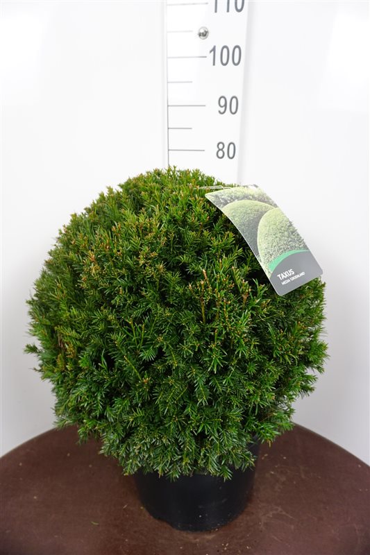 Picture of Taxus media Groenland P38-(25-LTR) BALL-50/60 (LOOSE)