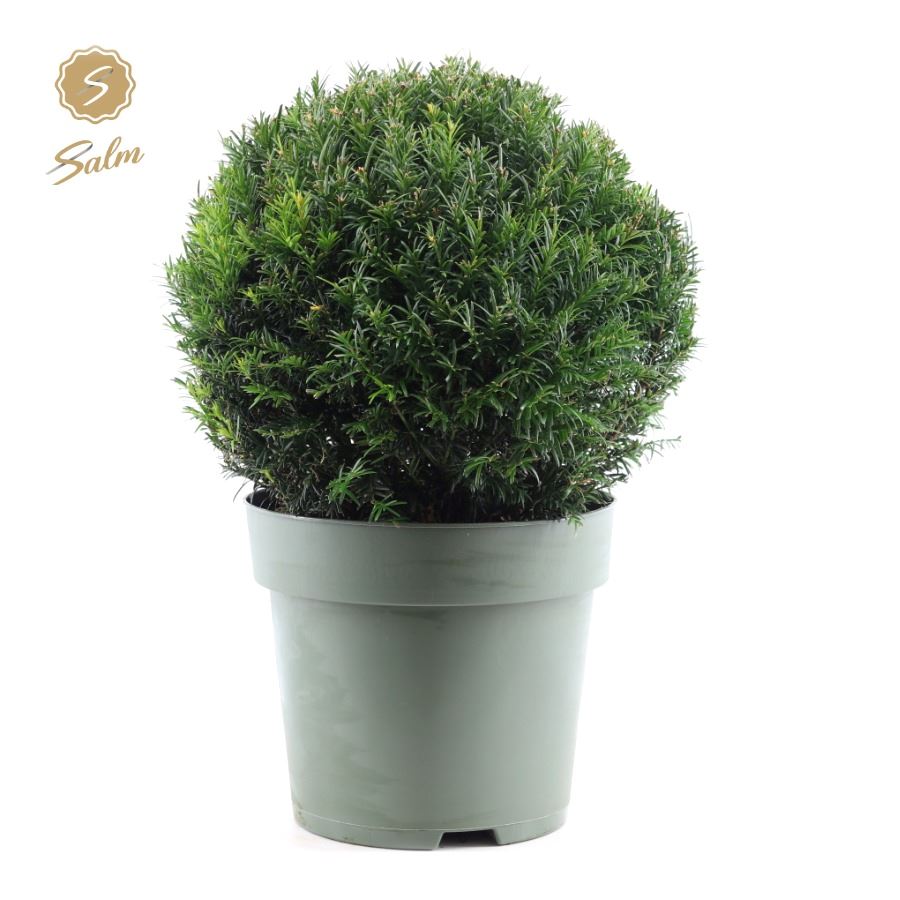 Picture of Taxus Collection Ball Ø38cm P27