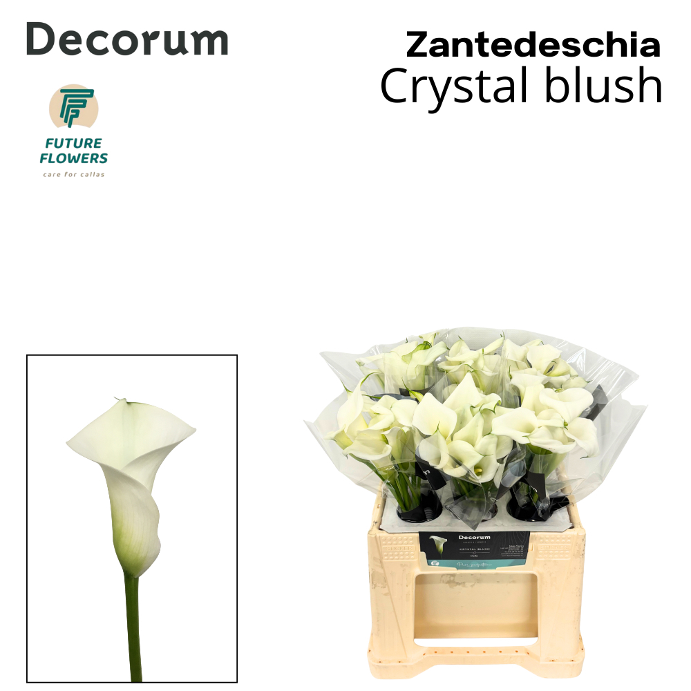 Zant Crystal Blush