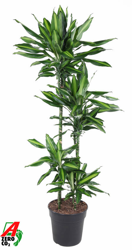 Picture of Dracaena Cintho 90-60-30-15 P27 150CM (LOOSE)