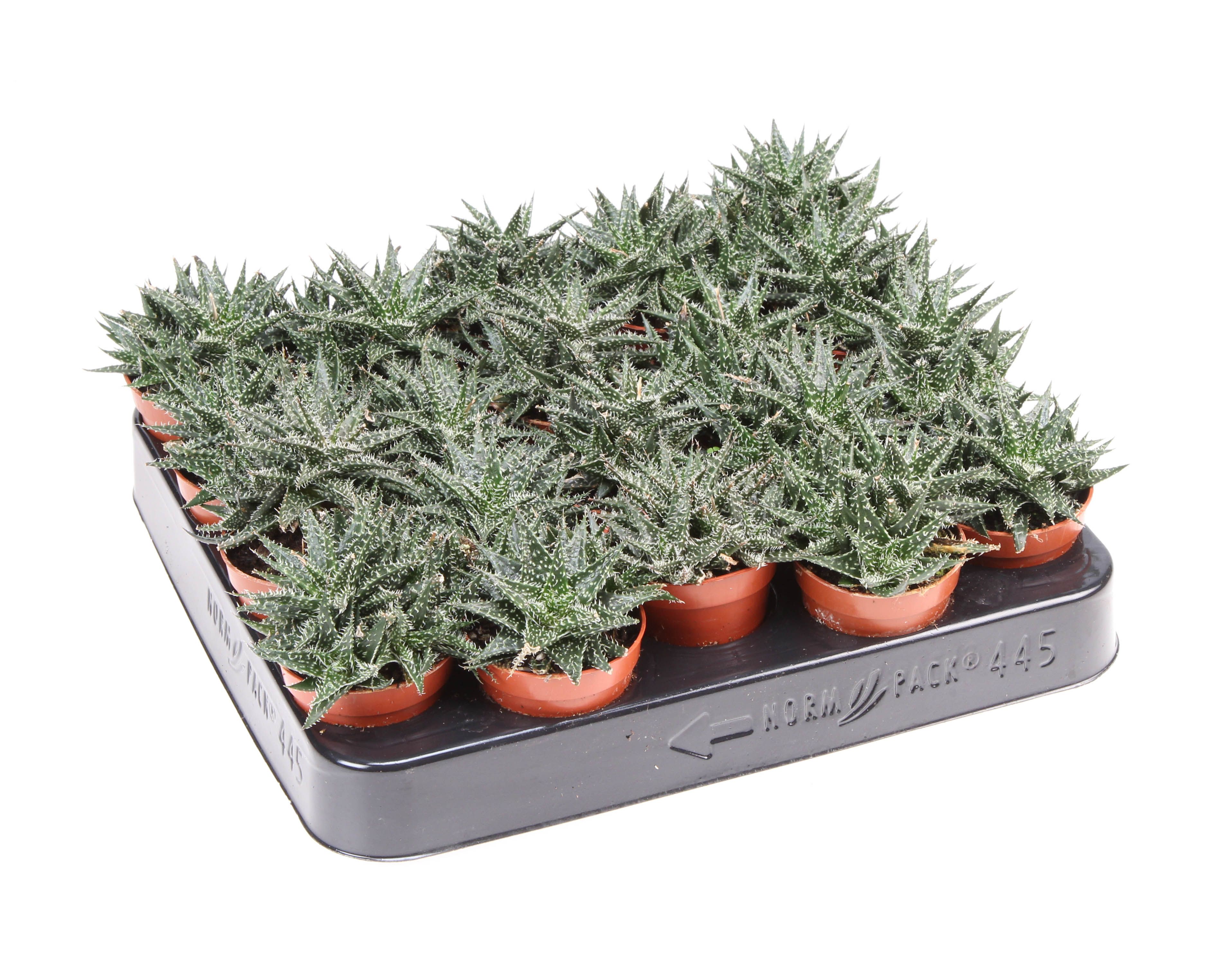Aloe pepe | OZ Planten