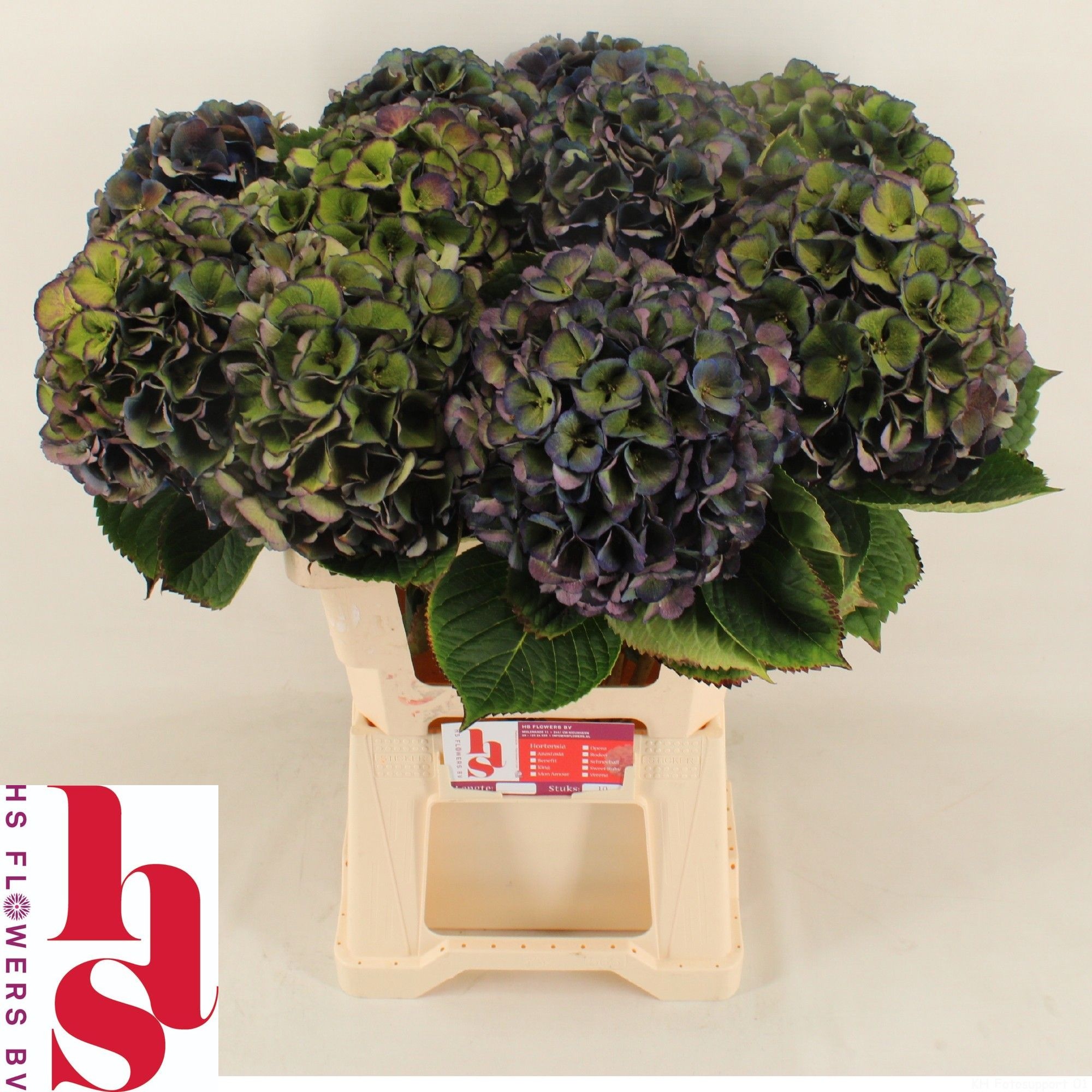 Hydrangea Royal King Classic 60cm 20Ø
