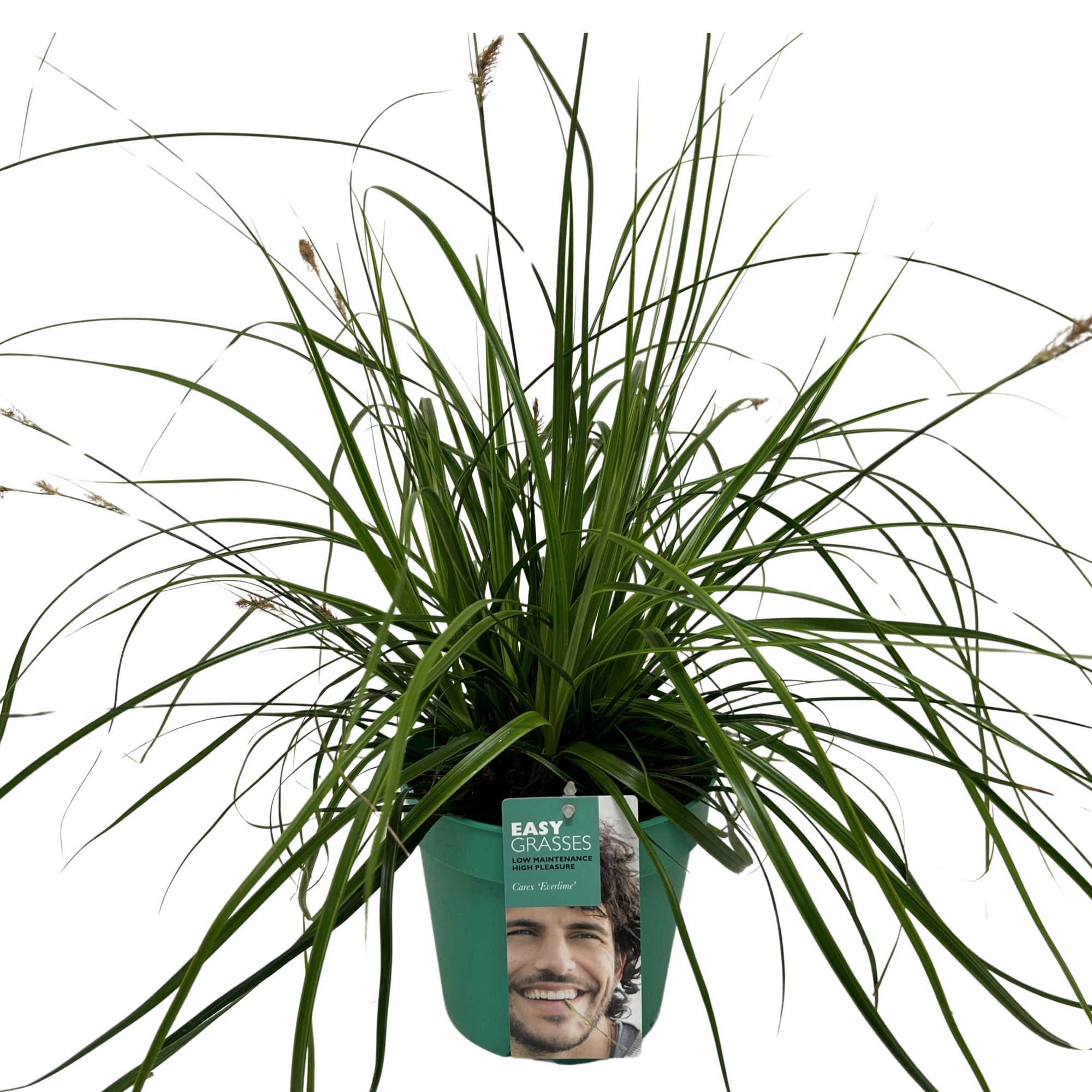 Picture of Carex oshimensis Everlime GROEN