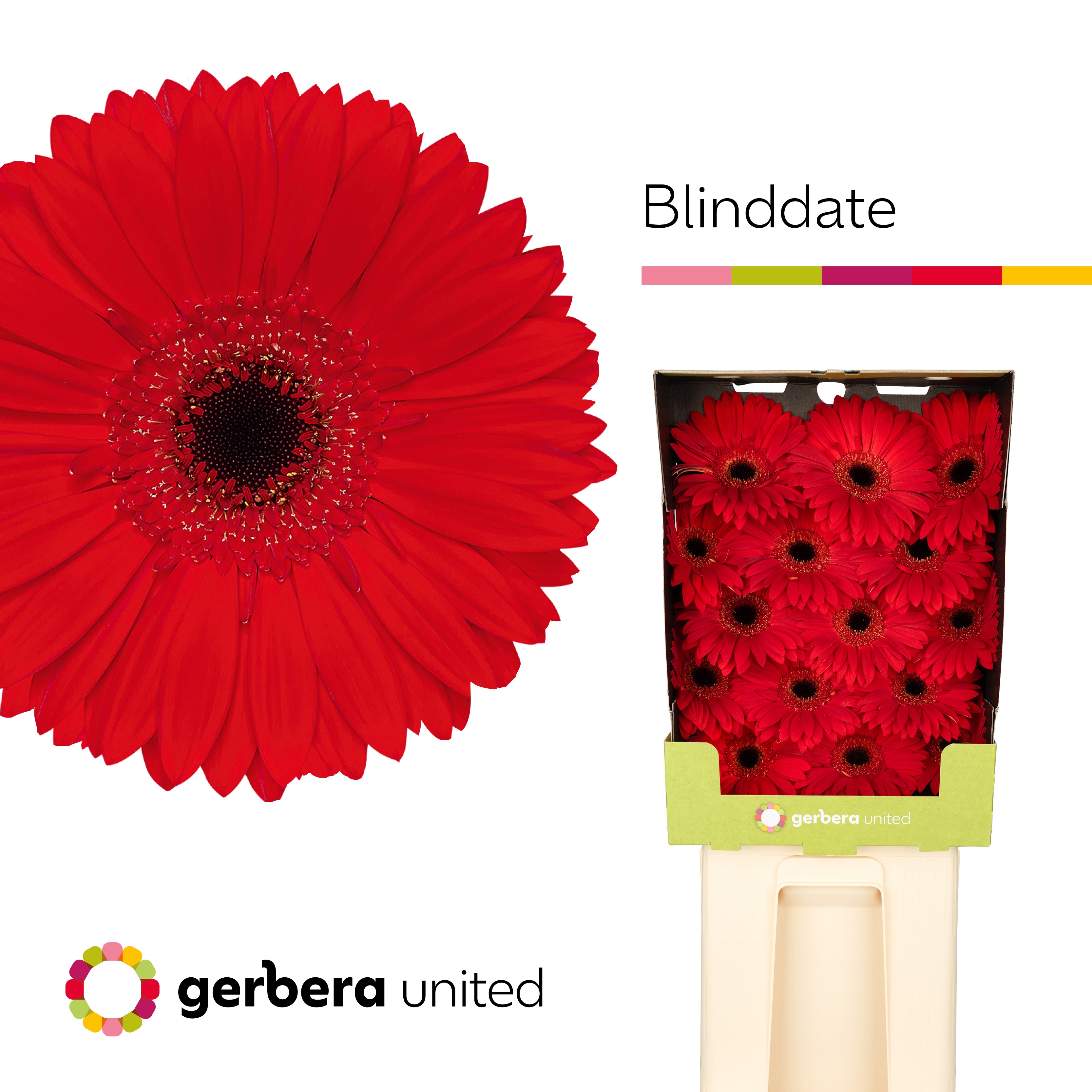 Ge Gr Blinddate