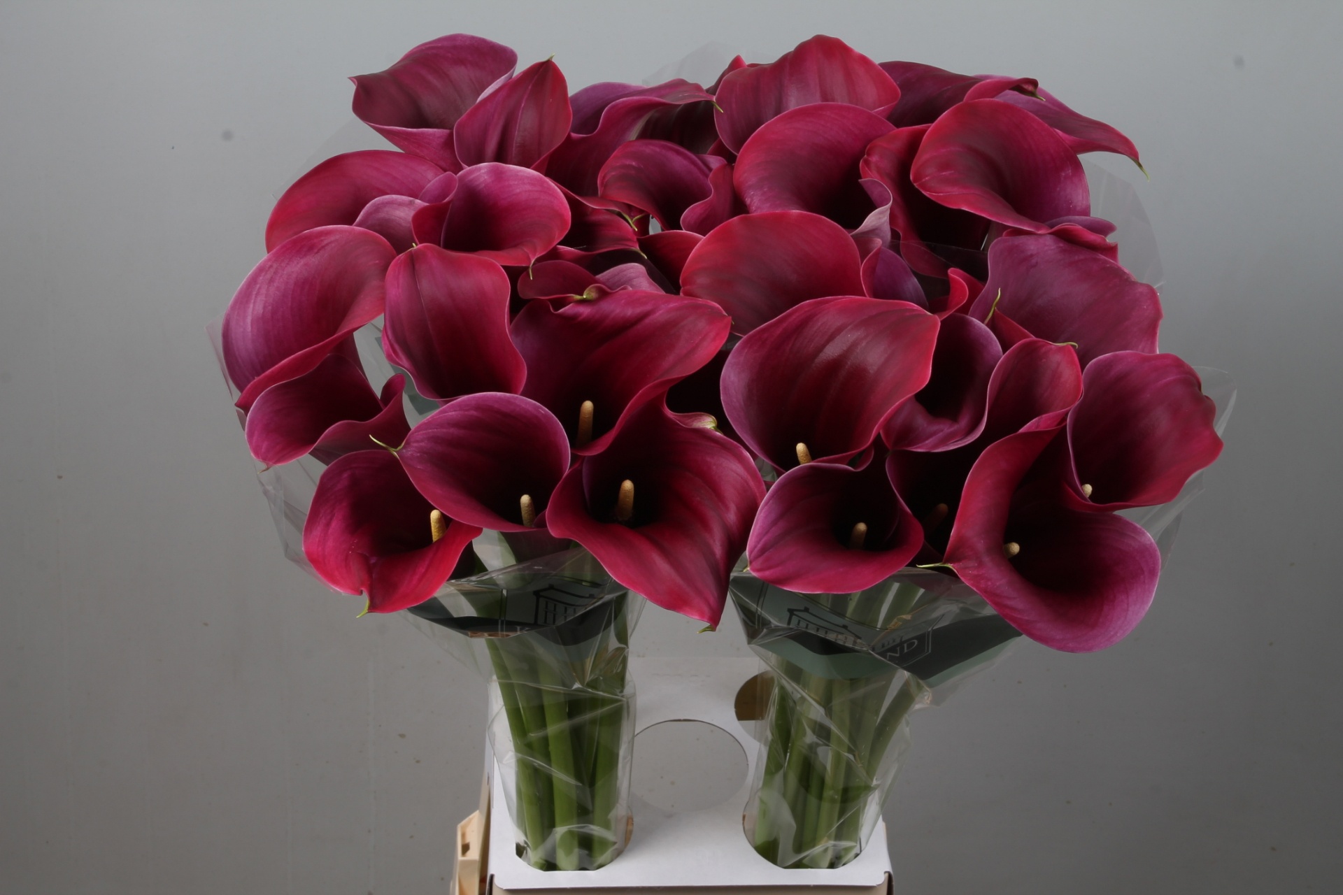 Calla Capt Promise 80cm